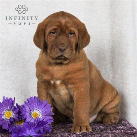 Labrador Retriever - Fox Red Puppies For Sale • Adopt Your Puppy Today
