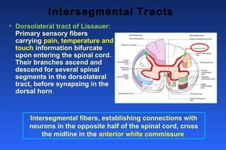 Spinal cord Anatomy by Dr. Naseer (RMC) | PPT