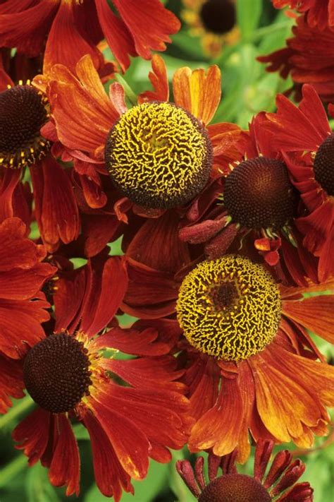 15 Best Fall Flowers And Plants Flowers That Bloom In Autumn