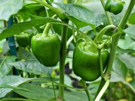 How To Grow Peppers