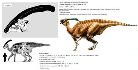 charonosaurus (Tribe) Parasaurolopini http://paleopedia.free.fr/ORNITHOPODA.html# ...