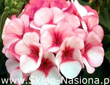 Pelargonia Bluszczolistna Nasion W Sklep Nasiona Sprawd Darmow