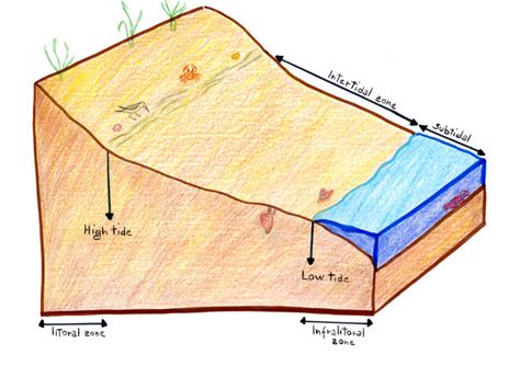 2 1 The Partition Of Marine Environment Aquatic Life Lab