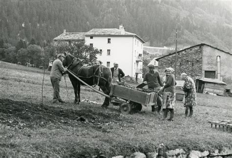 Raccolta Delle Patate ISTORIA