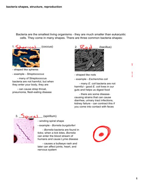 Bacteria Shapes Structure Reproduction And Antibiotic Resistance