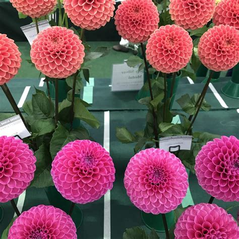 National Dahlia Society Annual Show 2017 At Rhs Wisley Jack