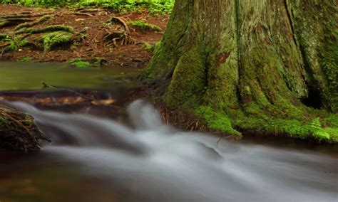 Free Images Tree Nature Forest Trail Sunlight Leaf River