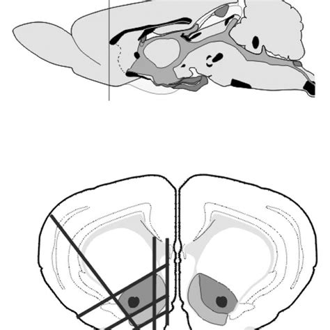 Dissection Of The Nucleus Accumbens The NAc Core Dark Gray Was