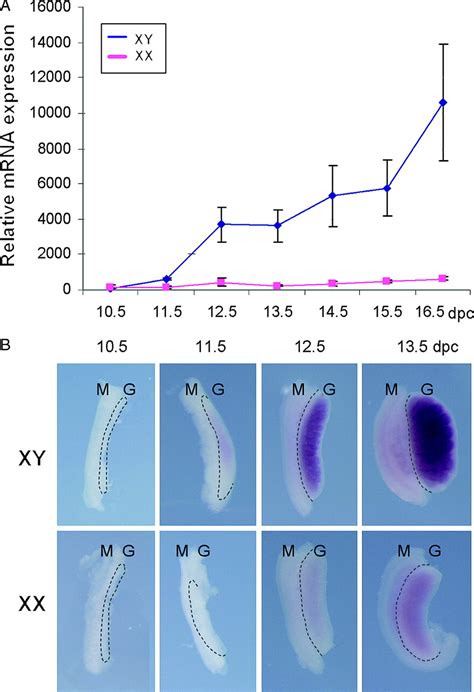 Sex Specific Expression Of A Novel Gene Tmem184a During Mouse Testis