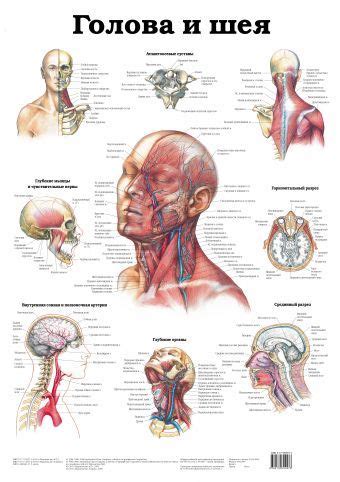 Голова и шея. Глотка и гортань | Head and neck, Anatomy, Muscle anatomy