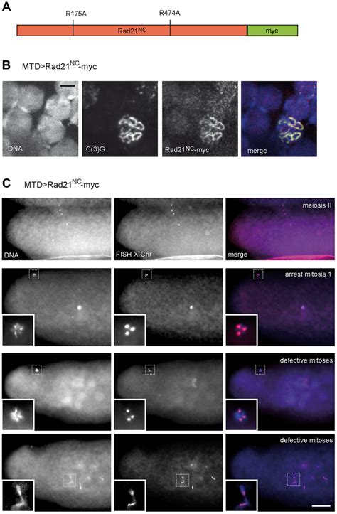 Expression Of Rad With Mutated Separase Cleavage Sites Does Not