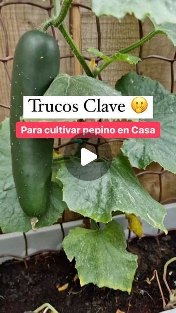 Escuela De Huertos Organicos On Instagram Cuidados Para El Cultivo