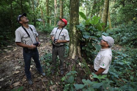 Registran especies priorizadas de aves mamíferos y anfibios en