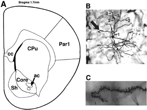 A Section Showing The Location Of The Nucleus Accumbens Zilless