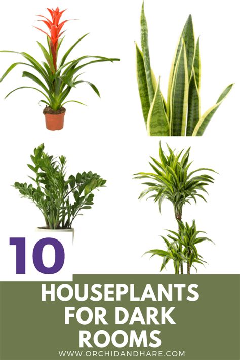 10 low light house plants – Artofit