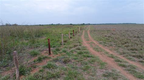 Corte Ilegal De Rvores Nativas Flagrado Em Propriedade Rural A