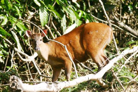 Red Brocket Deer Stabroek News