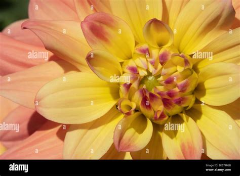 Garden Dahlia Dahlia Pinnata Close Up Of Centre Of A Single Flower