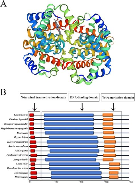 Three Dimensional Structure Of Pl P53 Protein A And Comparison With Download Scientific