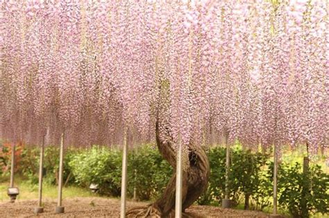 Японский Парк цветов Асикага. Ashikaga Flower Park | oblacco