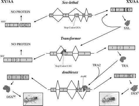 Drosophila Sex Determination Cascade Female Specific Sxl Protein Acts