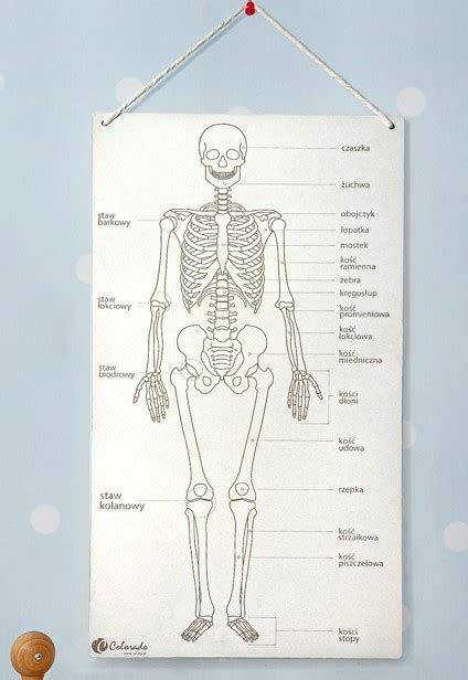 Szkielet Człowieka Tablica Edukacyjna Sklep Juniora pl