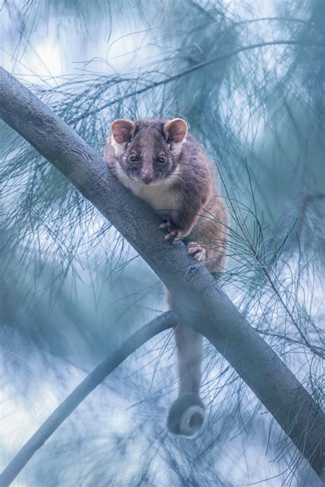 Hello Possum Australian Geographic