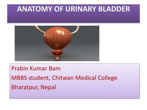Peritoneum Ppt