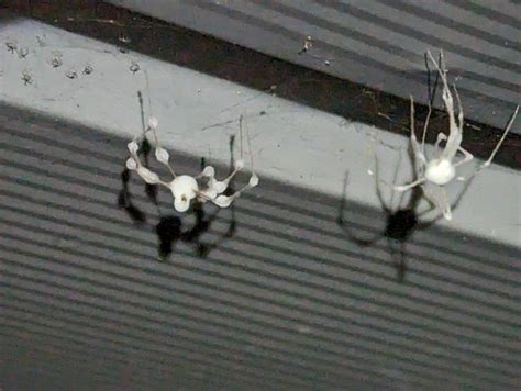 Apparently, "zombie spiders" are a thing. I was removing an old shed ...