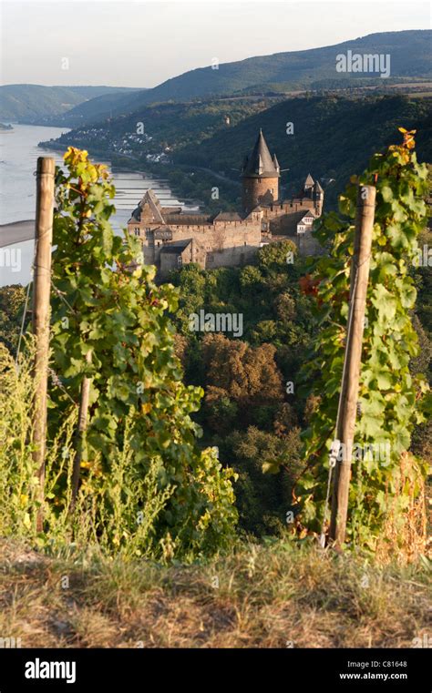 Stahleck Castle Viewed From Vineyard In Bacharach Village On Romantic