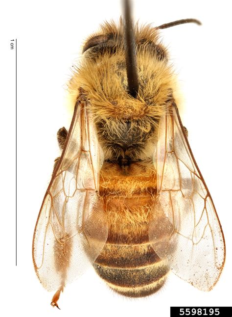 Honey Bee Apis Mellifera Linnaeus