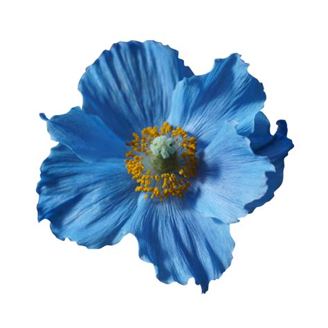 Himalayan Blue Poppy Png