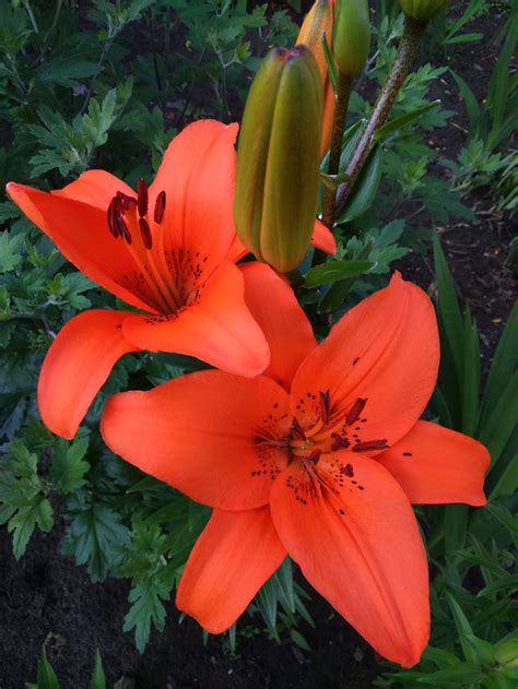 Королевская Лилия Цветок Фото – Telegraph