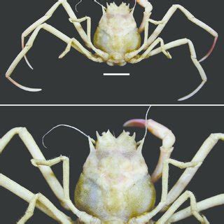 Ethusina Wakataka Sp Nov Holotype Male Cb X Cl Mm Nsmt Cr