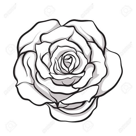 Rose Art Drawing Free Download On Clipartmag