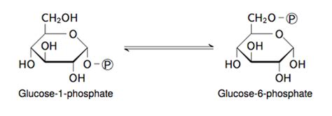 Biochemistry Exam 4 Biochemistry Exam 3 Biochemistry Exam 2