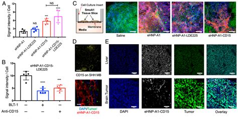 Figure 4 From Engineered Biomimetic Nanoparticle For Dual Targeting Of