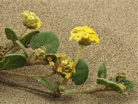 Yellow Sand Verbena From Abbotts Lagoon Trail California 94937 Usa On
