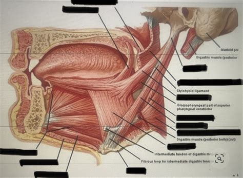 Lateral View Of Tongue Muscles Diagram Quizlet