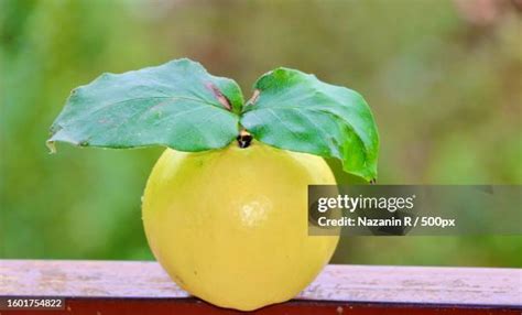 179 Gorgan Iran Stock Photos High Res Pictures And Images Getty Images