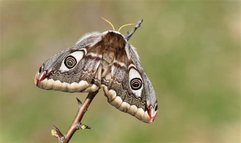 Bobs Butterfly And Bird Blog An Emperor Meets His Empress