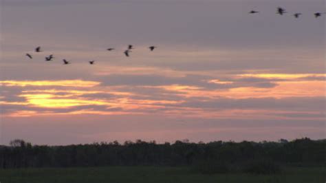 1525 Birds Flying In V Formation Stock Videos Footage And 4k Video