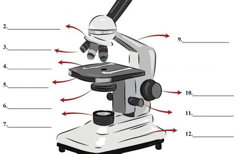 Parts of a Microscope - SmartSchool Systems