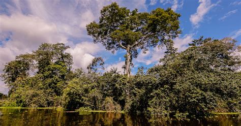 Diagn Stico Ajudar Na Tomada De Decis Es Que Envolvem Biodiversidade