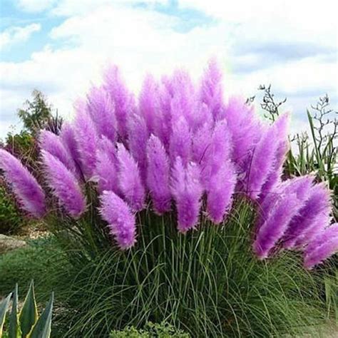 Beautiful Purple Pampas Grass Seeds My Seeds