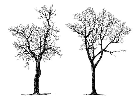 Desenho Manual De Silhuetas De Duas Rvores De Folha Caduca Nua Vetor