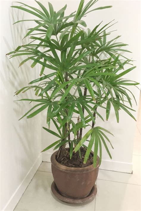 The Best Trees To Grow Indoors 8 Great Varieties For Your Home