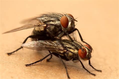 Fly Sex Captured With A Canon Eos 30d And Canon Ef 100mm F… Flickr