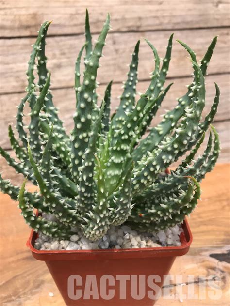 SHPR2344 Aloe Humilis X Pratensis Cactus Online