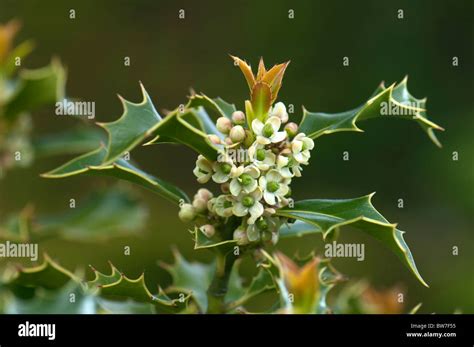 Burfords Holly Chinesische Stechpalme Ilex Cornuta Burfordii Zweig